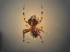 Spinne  11.2.jpg