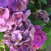 IMG_9564.JPG