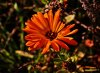 DSC04372  hallo.jpg