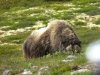 Schweden,Norwegen,Moschus 2915.JPG