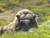 Schweden,Norwegen,Moschus 2922.JPG