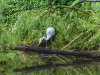 olderdissen2014 051.JPG