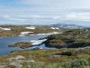 Schweden,Norwegen,Moschus 2422.JPG