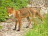 Fuchs.jpg