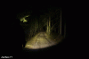 BS1_GIF alle.gif