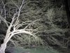 Baum_2.17.04.2018.JPG