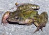 Frosch.JPG