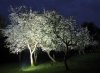 Obstblüte.JPG