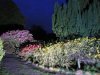 Lotusblüte.JPG