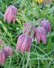 Schachbrettblume.jpg