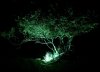 Grüner Baum.JPG