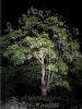 HDR Baum.JPG
