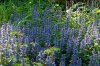 DSC04784 neu.jpg