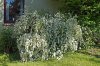 DSC04787 neu.jpg