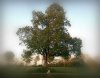 Baum 8.3.jpg