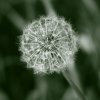 IMG_0127.JPG
