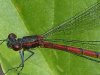 libelle 019.JPG