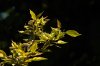 DSC04970 neu.jpg