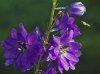DSC00025 bbbhk.jpg