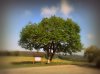 Baum 14.2.jpg