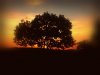 Baum 10.2.jpg