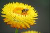 strohblume.jpg