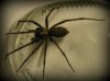 Spinne 011.jpg