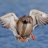 mallard