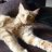 willy_nrw