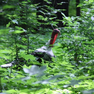 Truthahn im Berliner Tierpark