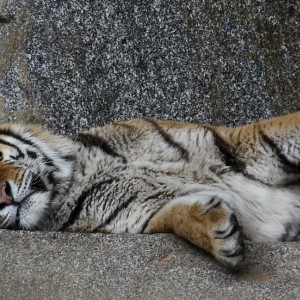 Sibirischer Tiger, gaaaaaannz entspannt